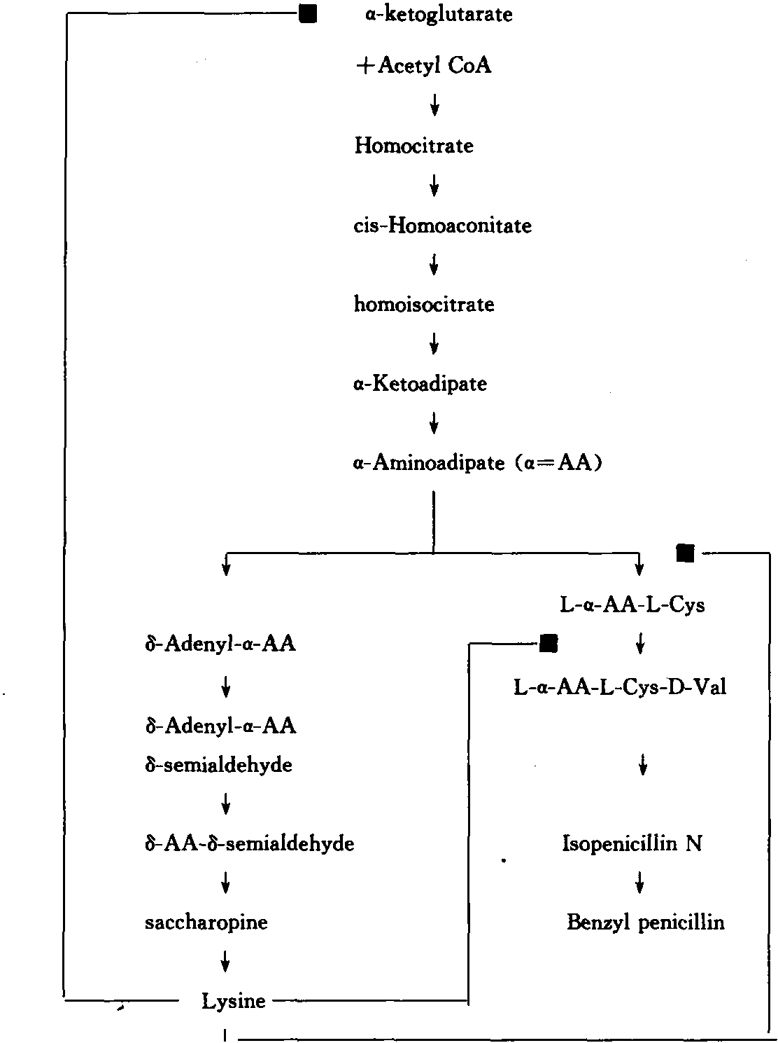 Text B Penicillin and its Biosynthesis